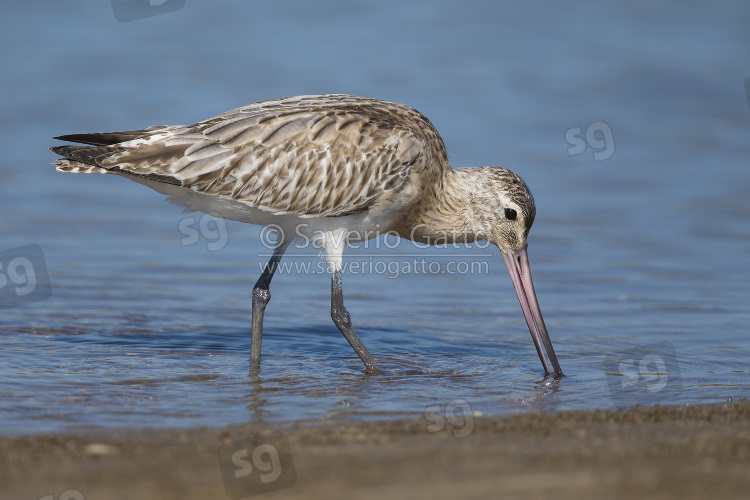 Bar-tailed Godwit